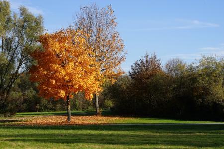 树, 秋天, 叶子, 金色的秋天, 树在秋天, 秋天的颜色, 景观