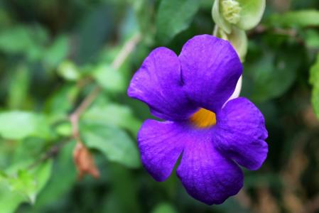 摄影, 紫色, 花, 植物区系, 美丽, 紫罗兰色, 野生花卉