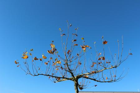 树, 天空, 秋天, 叶子