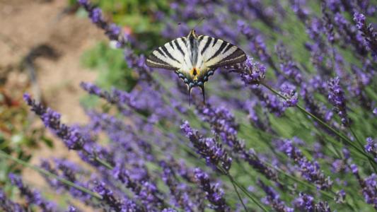 蝴蝶, 熏衣草, 自然, 普罗旺斯, 紫色, 花, 夏季
