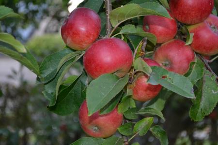 水果, 水果, 苹果, 健康, 果树, 秋天, 秋天的果实