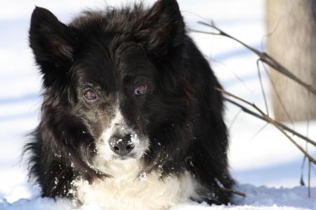 雪, 狗, 牧羊犬, 边框, 狗, 动物, 动物群
