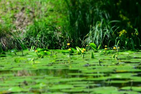 黄色的水百合, 绿色, 水, 自然, 绿色的颜色, 池塘, 叶