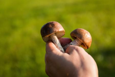 蘑菇, 森林, 集合, 收集, 秋天, 中毒