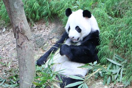 熊猫, 濒临灭绝, 熊, 中文, 竹, 熊猫-动物, 动物