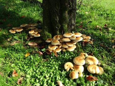 蘑菇, 森林, 秋天