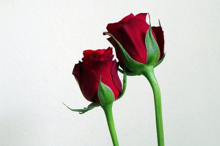 花, 红玫瑰, 组成