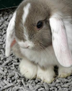 动物, 兔子, 可爱, 小, 小兔子, 复活节, 白色
