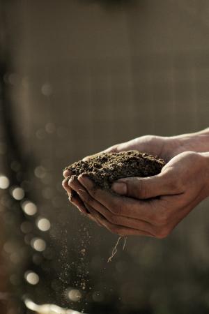 脏, 手, 棕榈, 土壤, 沙子, 种植, 户外