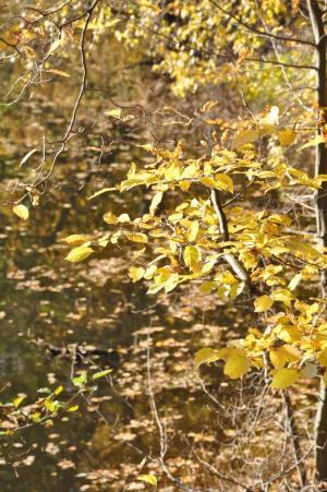 秋天, 叶子, 森林, 分支机构, 自然, 秋叶, 黄色的树叶