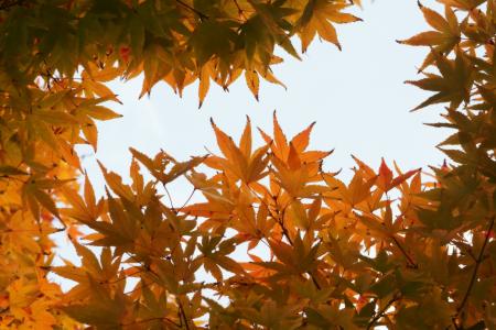 秋天, 秋天的落叶, 叶子, 叶子, 植物, 木材, 自然