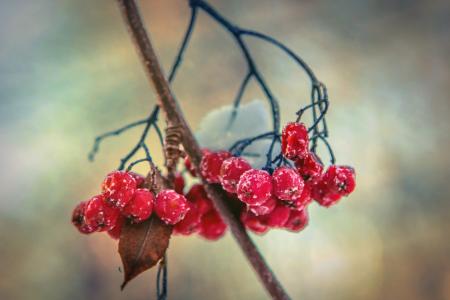 罗文, 冬天, 雪, 浆果, 红色, 群集, 自然
