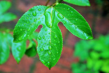 granadilla 叶, 叶, 绿色湿, 滴眼液, 水, 雨, granadilla