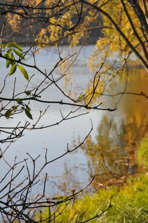 秋天, 叶子, 湖, 分支机构, 森林, 反思, 自然
