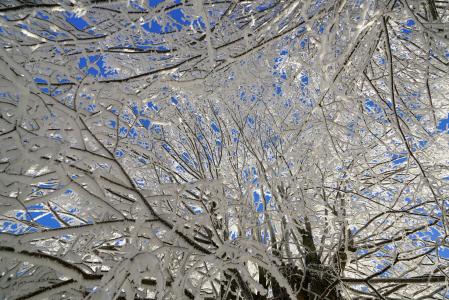树, 白霜, 分公司, 冰, 晶体的形成, 白雪皑皑, eiskristalle