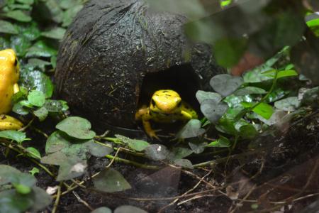 金毒蛙, 青蛙, 属于箭蛙, 金镖蛙, 黄毒蛙, 金色的箭毒蛙, 雨林的蛙