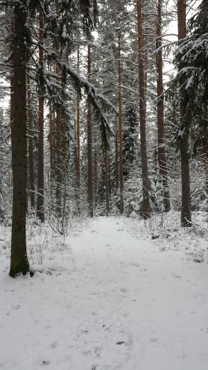 冬天, 每年的时候, 雪, 路径, 森林, 跟踪, 树