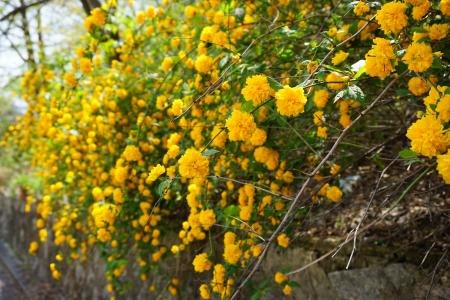 杀鞋, hwangmae, 春天的花朵, 黄色的花, 4 月
