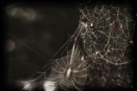 蜘蛛, web, 蜘蛛网, 昆虫, 令人毛骨悚然, 黑色和白色, 宏观
