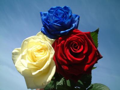 玫瑰, ros, 花, 花园, 颜色, 玫瑰-花, 自然