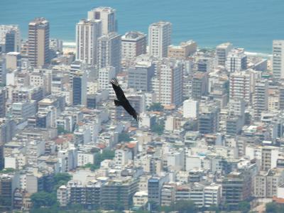巴西, 在里约热内卢, 在飞行中的鸟