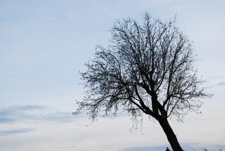树, 孤独, 冬天, 西班牙, 景观, 自然, 分公司