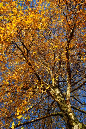 桦木, 秋天, 叶子, 阿姆斯特丹, 多彩, 色彩缤纷, 金秋十月