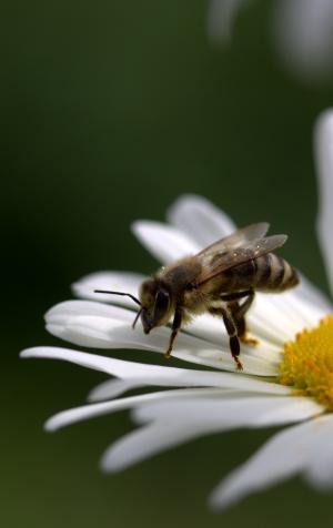蜜蜂, 黛西, 花粉, 工作, 昆虫纲, 自然, 花