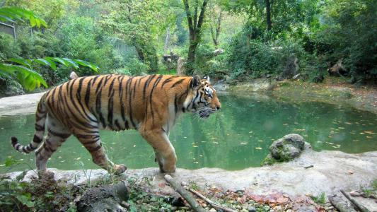 老虎, 野生动物, 动物, 野生, 野生动物园, 丛林, 自然