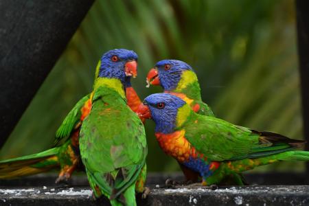 彩虹澳洲鹦鹉, 多彩, 鸟类, 蓝色, 黄色, 绿色, 树
