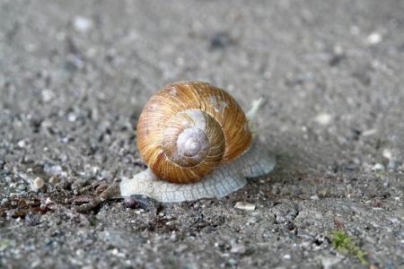 蜗牛, 慢慢地, 自然, 偷偷, 爬行动物, 壳, 动物