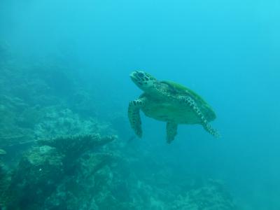 海龟, 海, 蓝色, 跳水