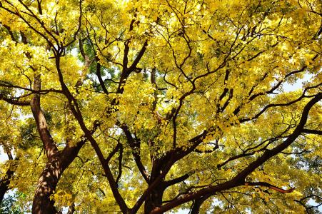 秋天, 金黄色, 树荫下, 增长, 生育率