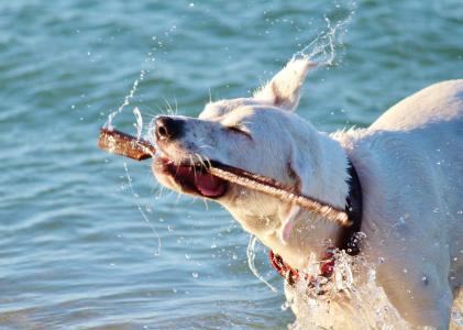 狗, 水, 海, 湿法, 海滩, 运动, 海洋