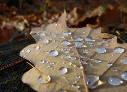 叶, 秋天, 水一滴, 露水, 橡树叶, 宏观, 叶子