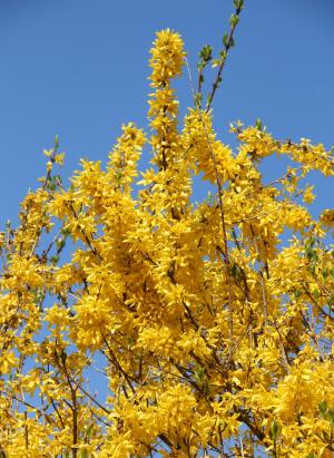 forsythienbusch, 在绽放, 早期驾驶, 每年的时候, forsythienstrauch, 黄色, 黄色的花