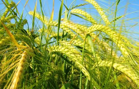 泛黄的大麦, 粮食, 品种