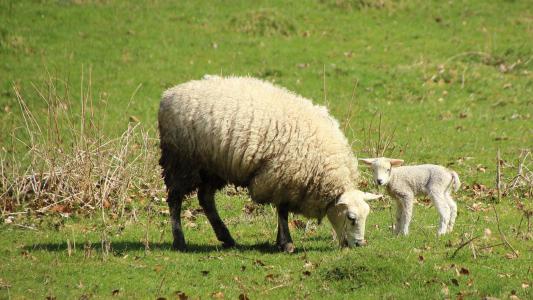 羊, 羔羊, 草甸, 动物, schäfchen, 复活节, 可爱