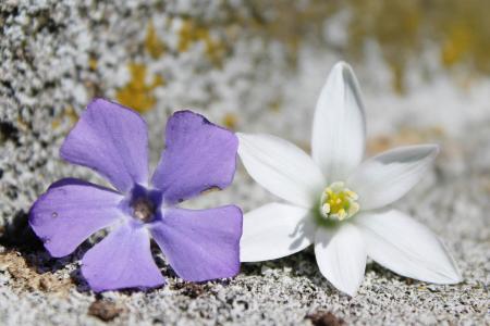 花, 紫色, 白色, 背景, 紫色的小花, 自然, 植物