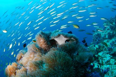 跳水, 水下, 海, 水肺潜水, 礁, 自然, 动物