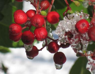冬天, 弗罗斯特, 浆果, 冻结, 自然