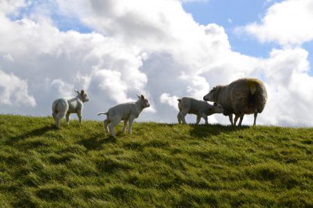羔羊, 农场, 羊, 动物, 羊毛, 农业, 复活节的羊