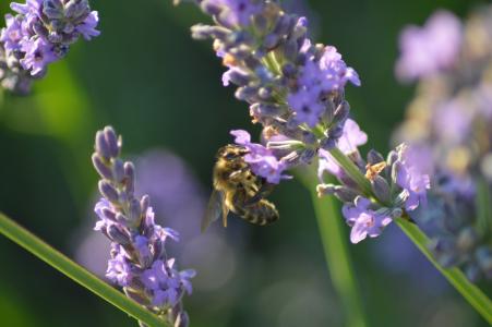 蜜蜂, 花, 昆虫, 蜂蜜蜂