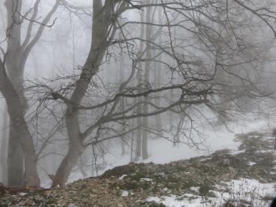 冬天, 雾, 森林, 感冒