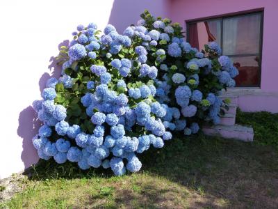 绣球花, 蓝色花瓣, 布什, 花, 装饰, 自然, 植物
