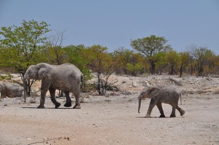 纳米比亚, 沙漠, 旅行, 珍宝, 大象, 在野外的动物, 野生动物