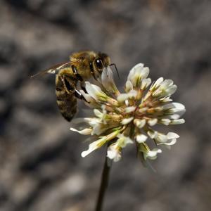 蜜蜂, 白三叶草, 详细, 自然, 花蜜, 花