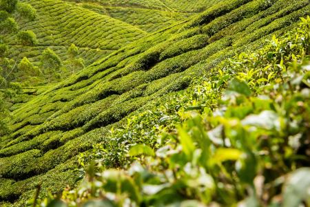 茶叶, 茶, 人工林, 小山, 景观, 茶园, 红茶