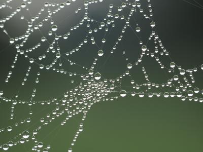 特写, 蜘蛛网, 蜘蛛网, 蜘蛛网, 蜘蛛网, 水, web