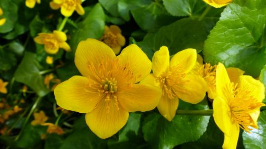花, 自然, 宏观, 春天, 黄色, 黄色的花, 花园